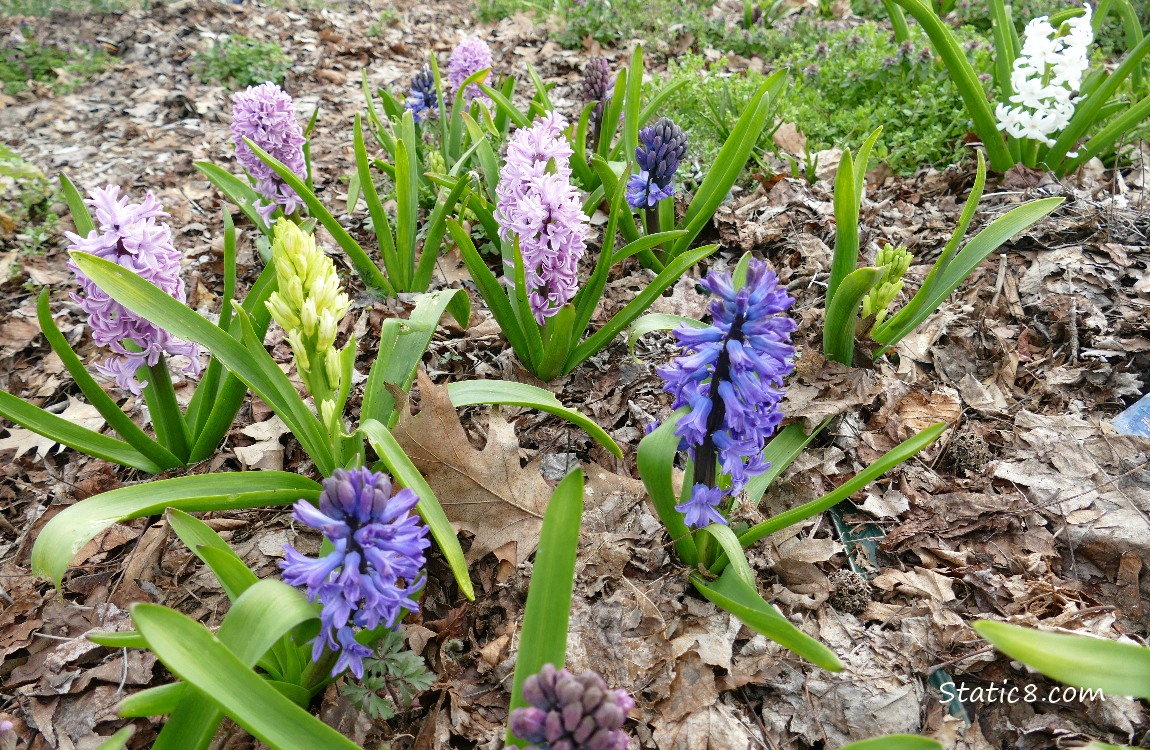 a bed of blooming Hyacinths in pink, purple and yellow