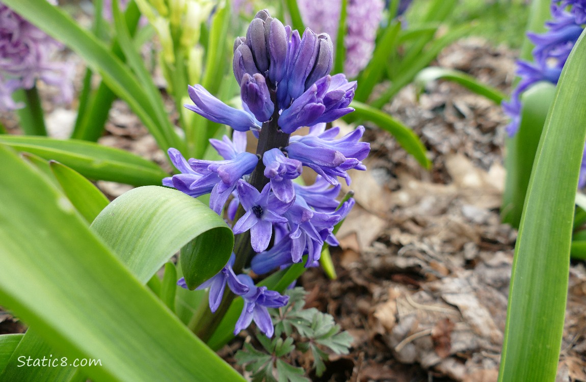 Close up of a purple Hyacinth bloom