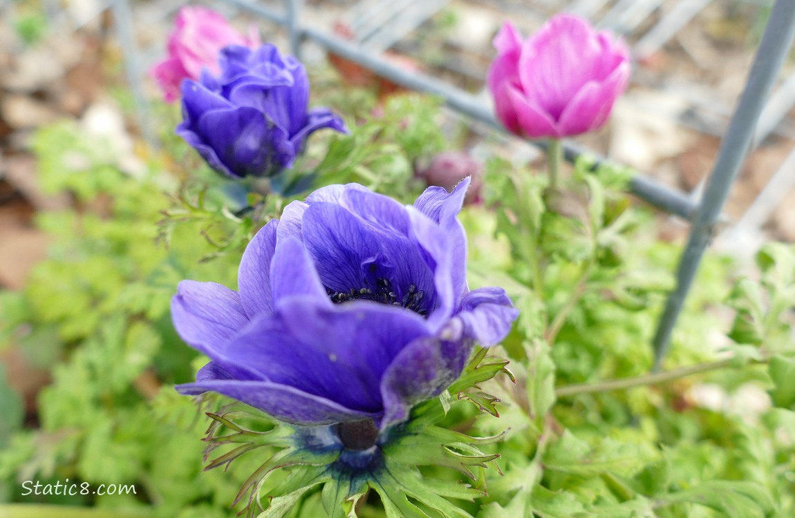 Japanese Anemone in purple and pink blooms