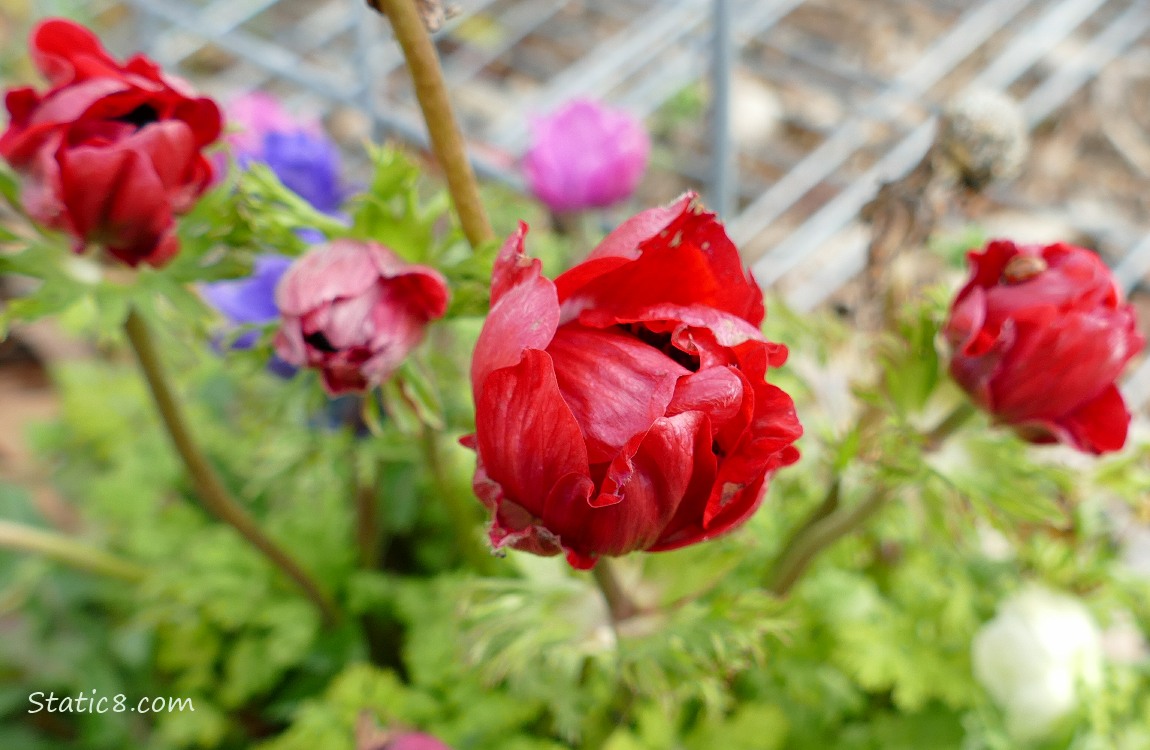 Japanese Anemone in red blooms