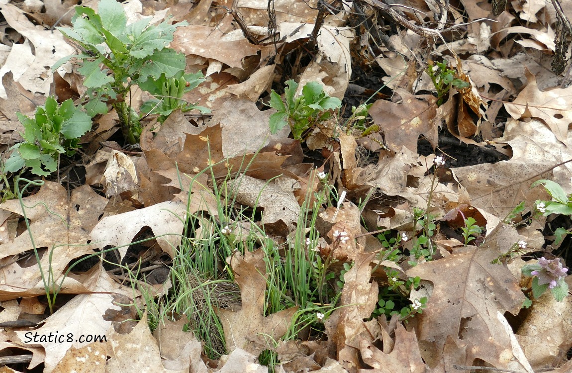 Fava growing with leek seedlings in leaf mulch