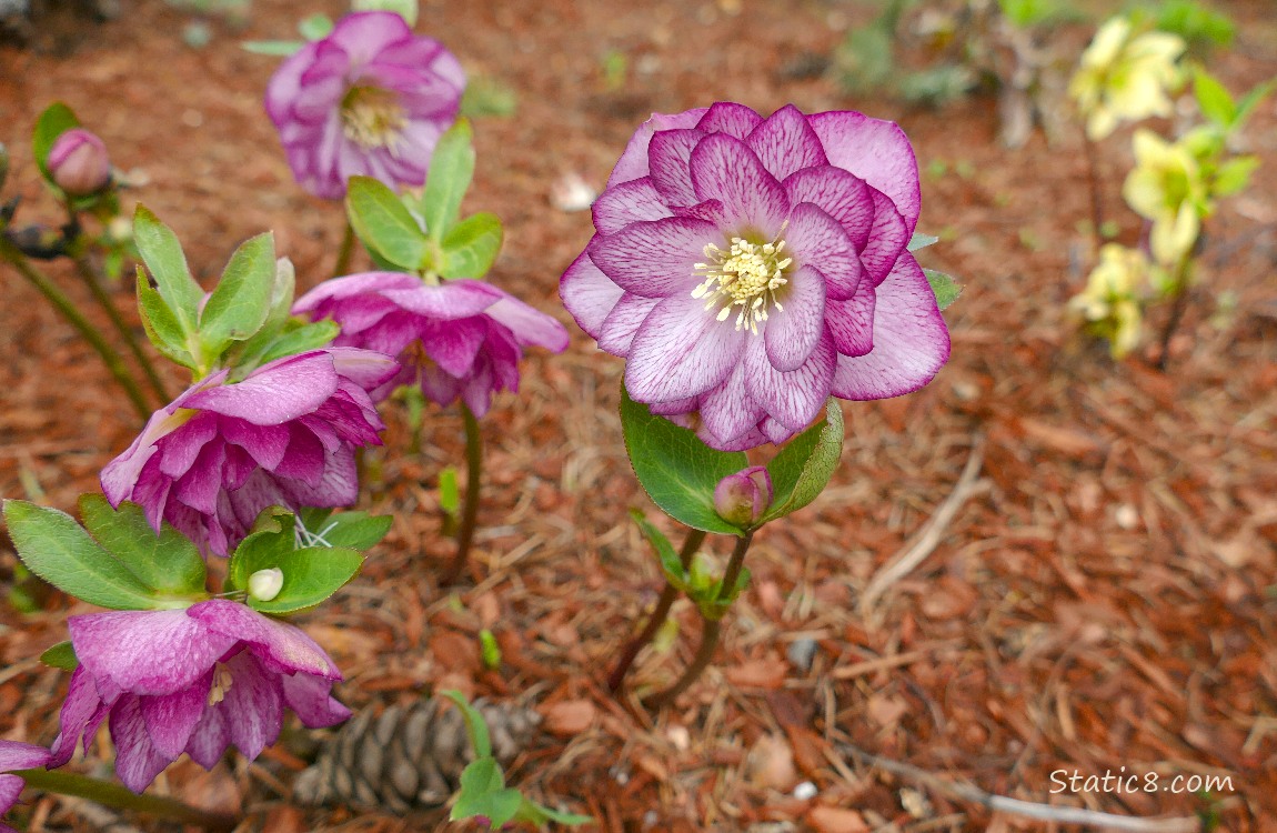 Purple double petal Lenten Rose blooms