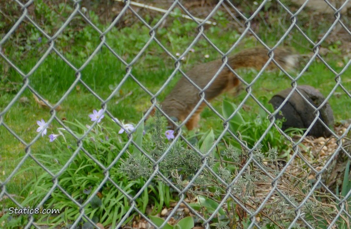 Squirrel running away behind a chain link fence