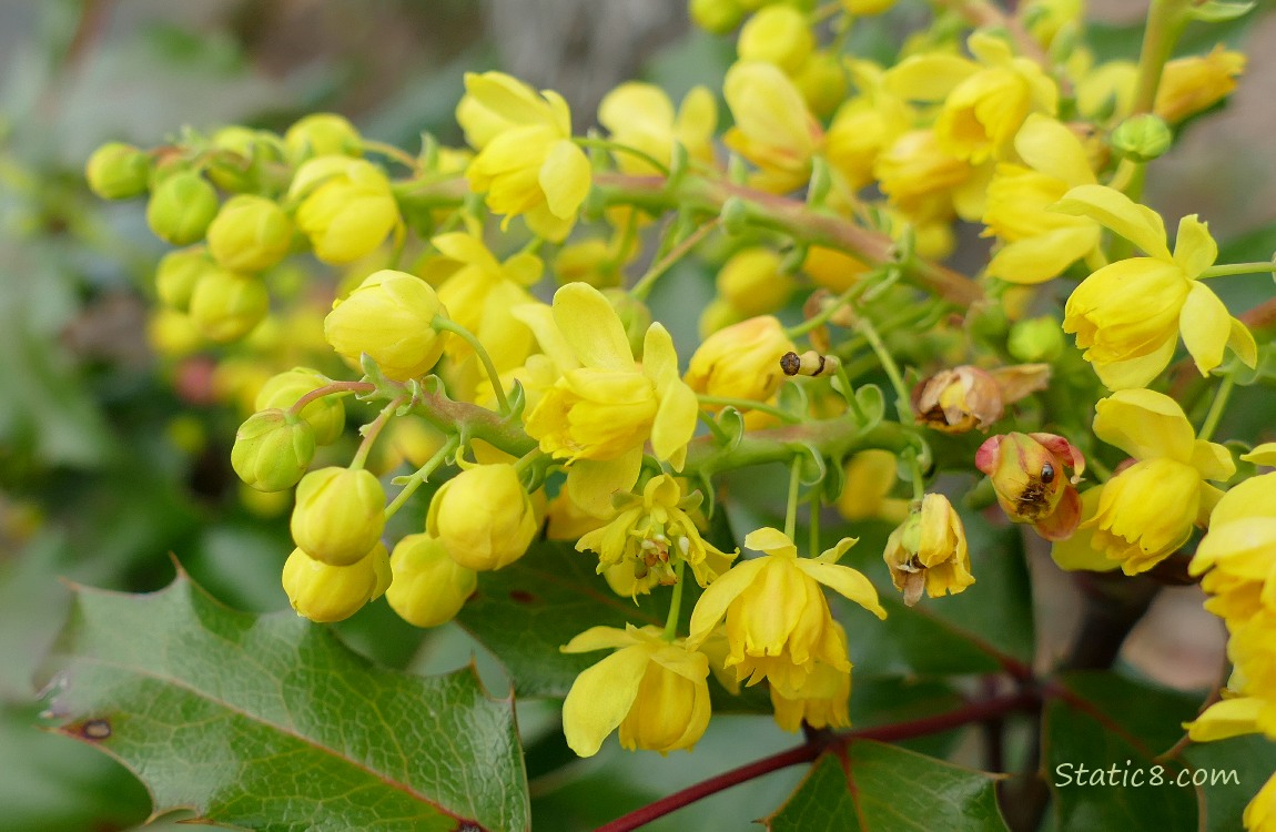 Oregon Grape blooms