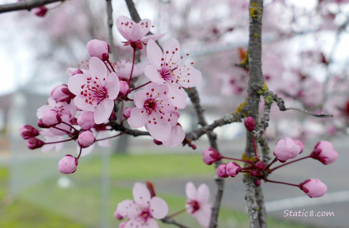 pink Plum Blossoms