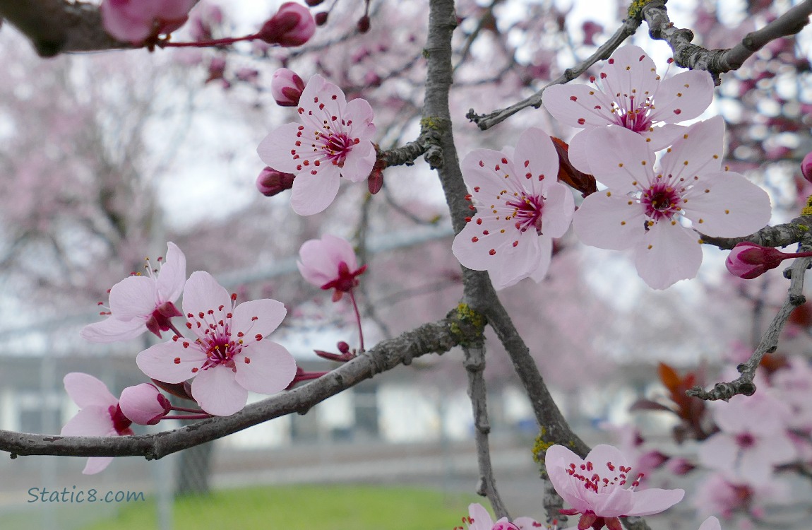 pink Plum Blossoms