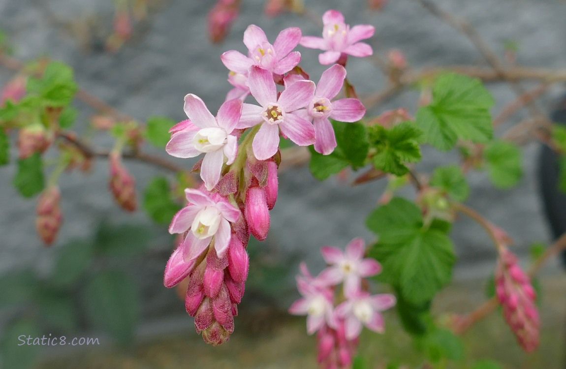 Red Flowering Currant blooms