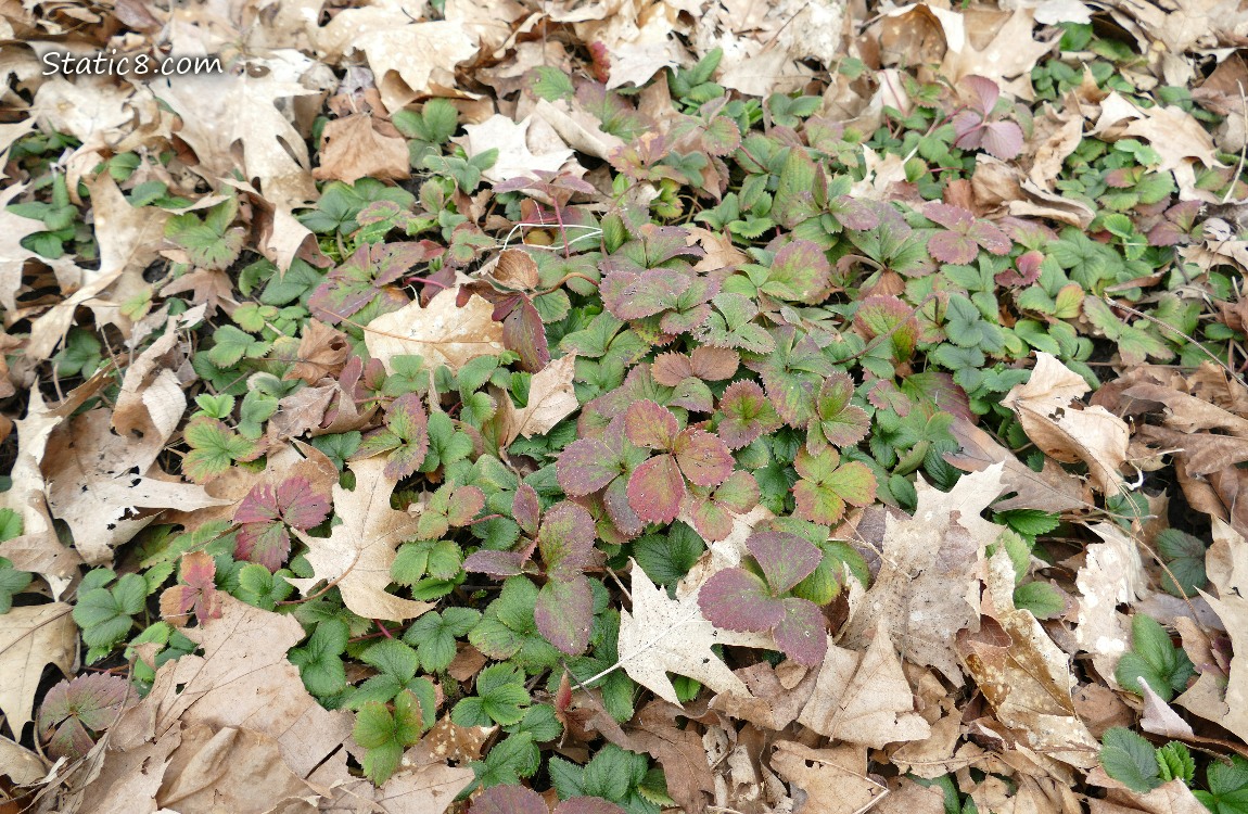 Strawberry patch partially covered with dead leaves