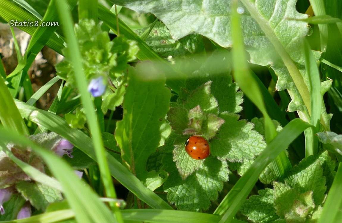 Ladybug in the weeds