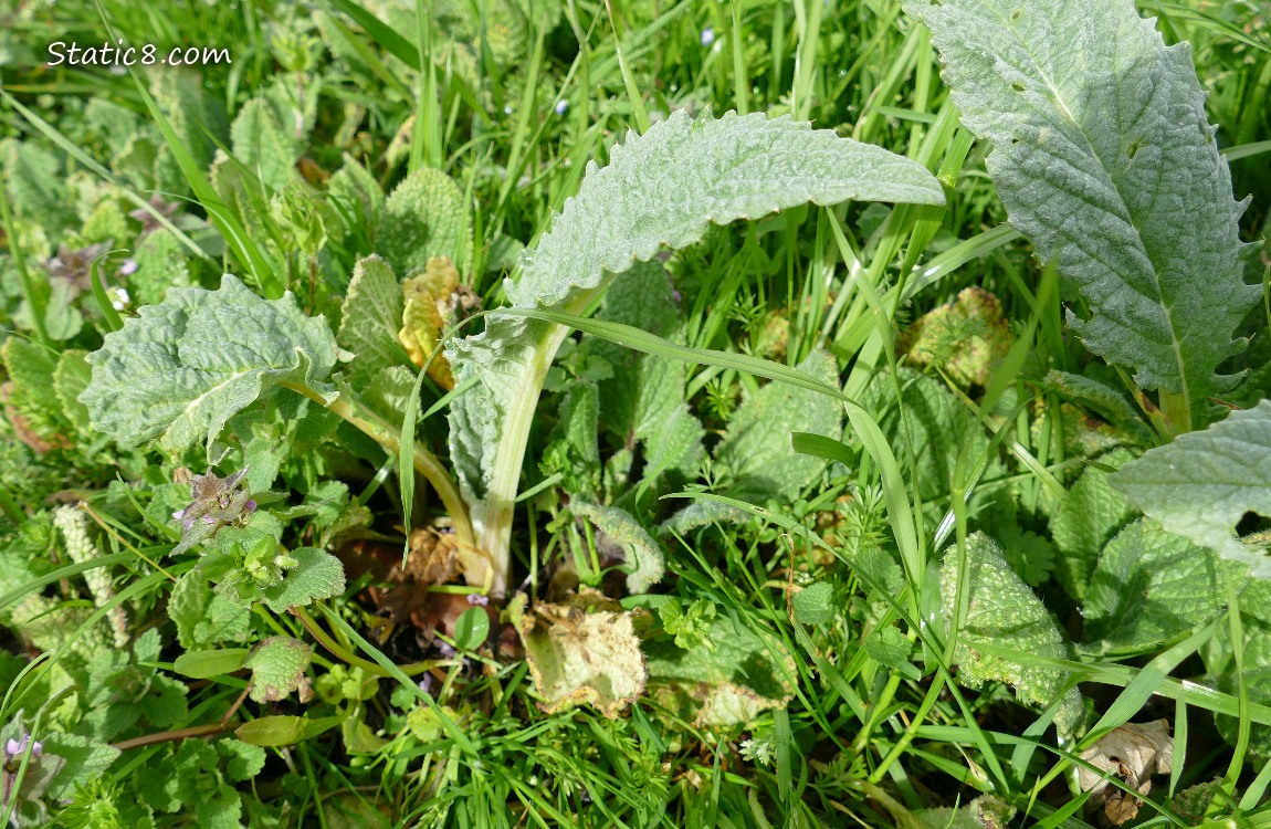 Small Artichoke plant growing in the grass