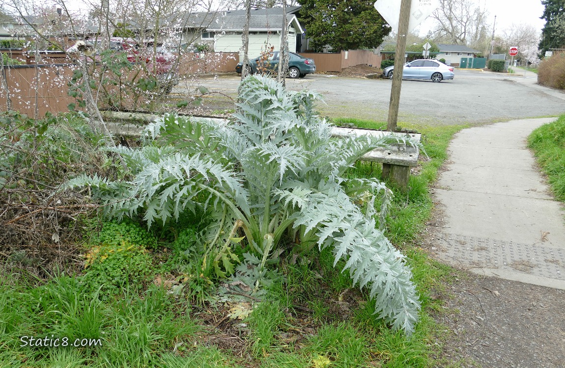 Artichoke growing next to a path