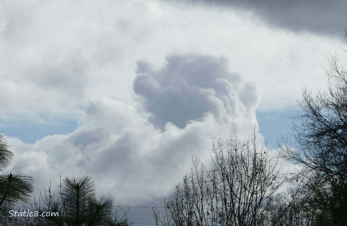Billowy white and grey cloud over the silhouette of the tops of trees