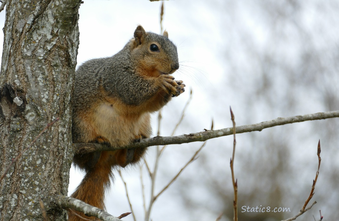 Squirrel sitting in a tree, eating a nut