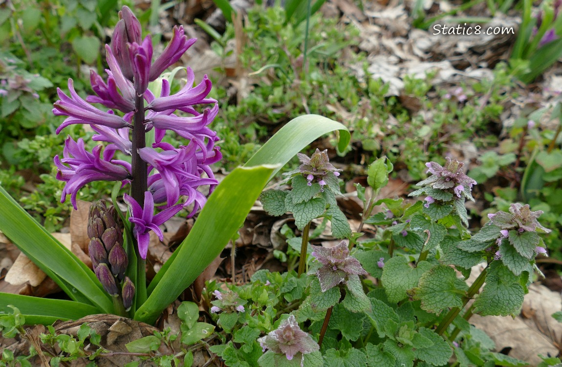Purple Hyacinth bloom next to Dead Nettle