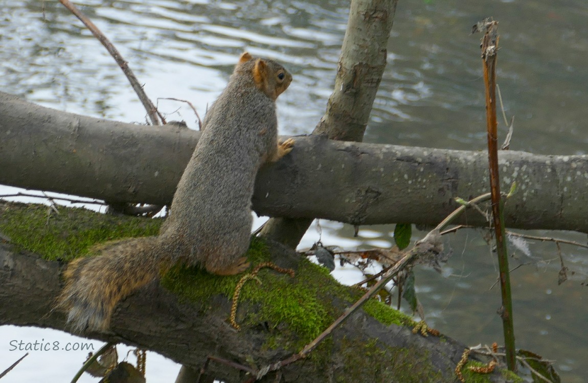 Squirrel standing on a log over the water