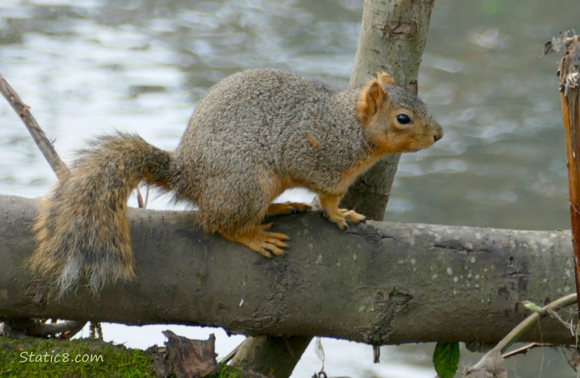 Squirrel standing on a log in front of the water of the creek