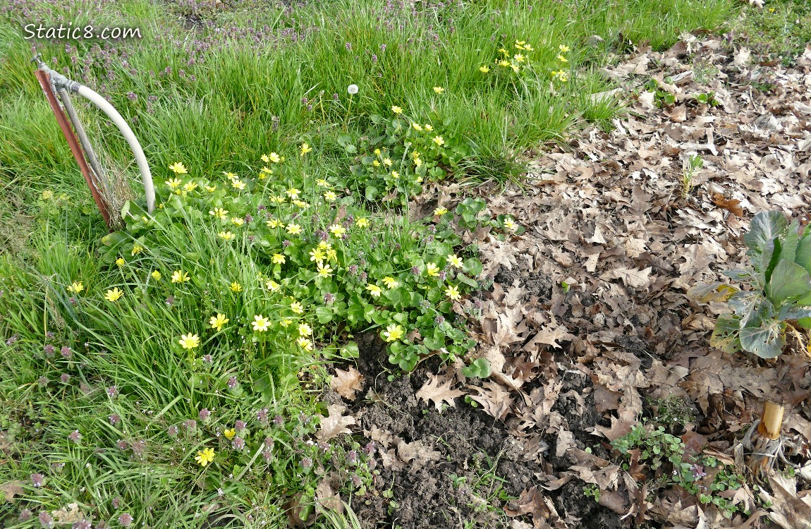 Lesser Celandine blooms in a grassy garden plot