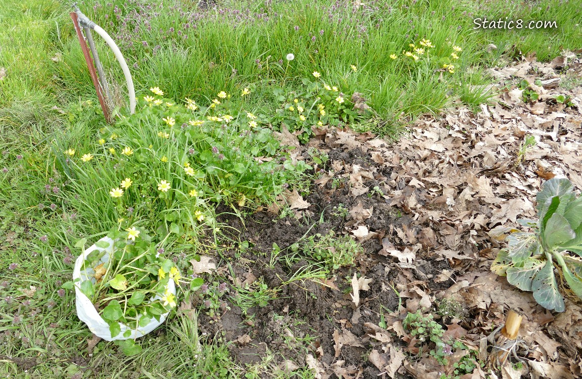 Lesser Celandine blooms with some in a white trash bag
