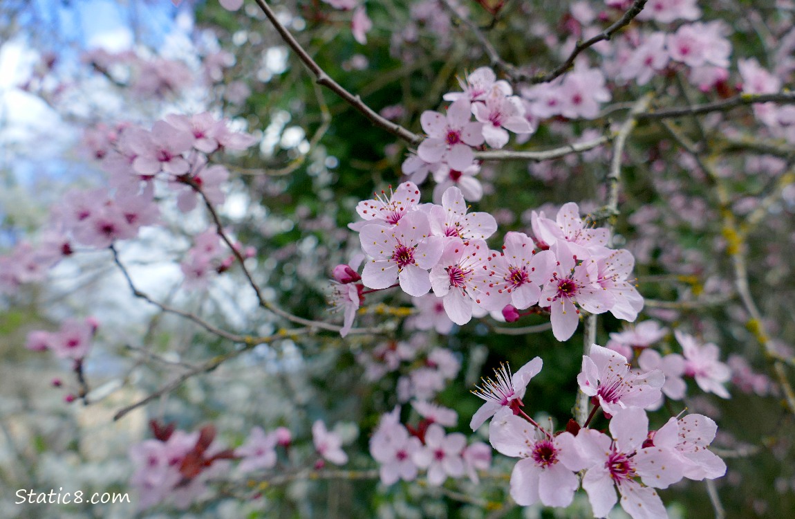 Pink plum blossoms