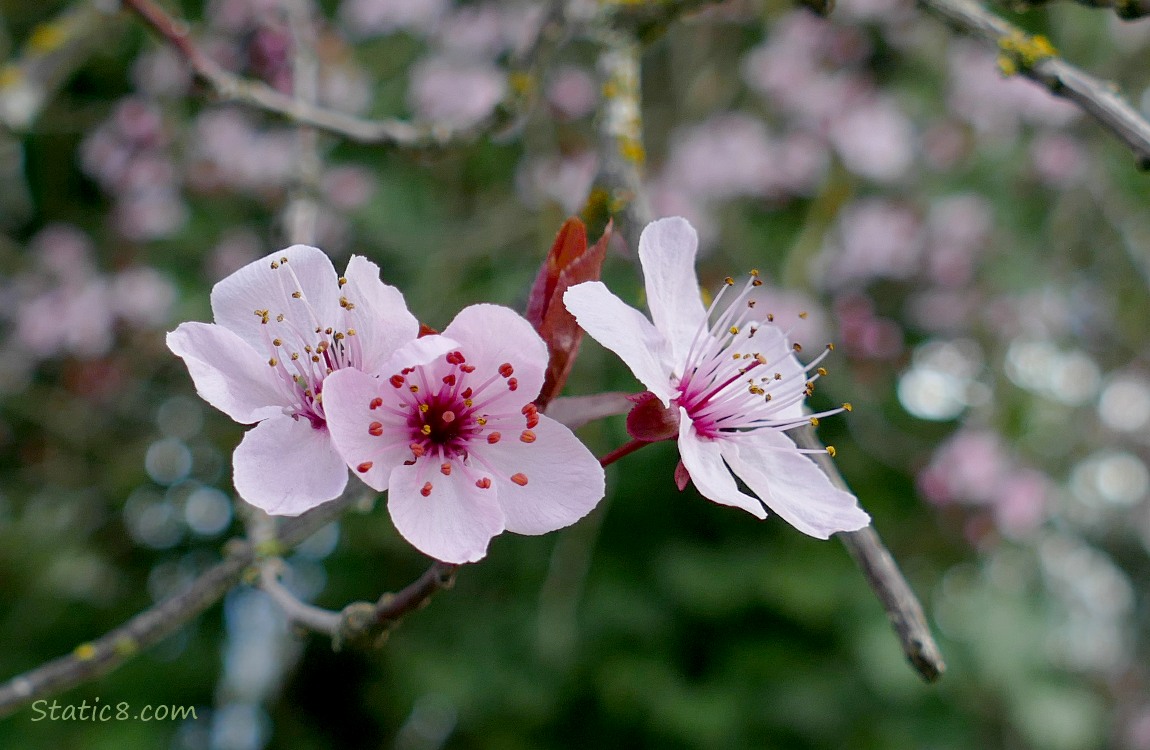 three pink plum blossoms in front of a dark green background