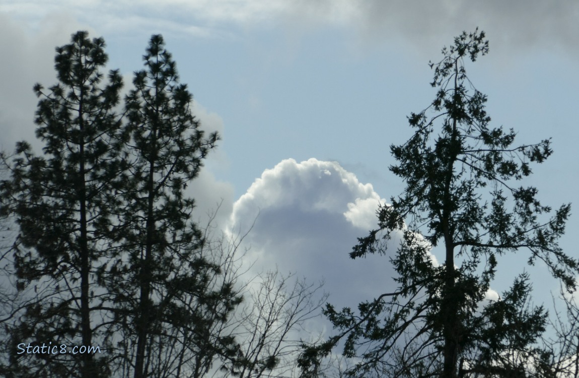 Silhouette of pine trees with a billowy white cloud behind them