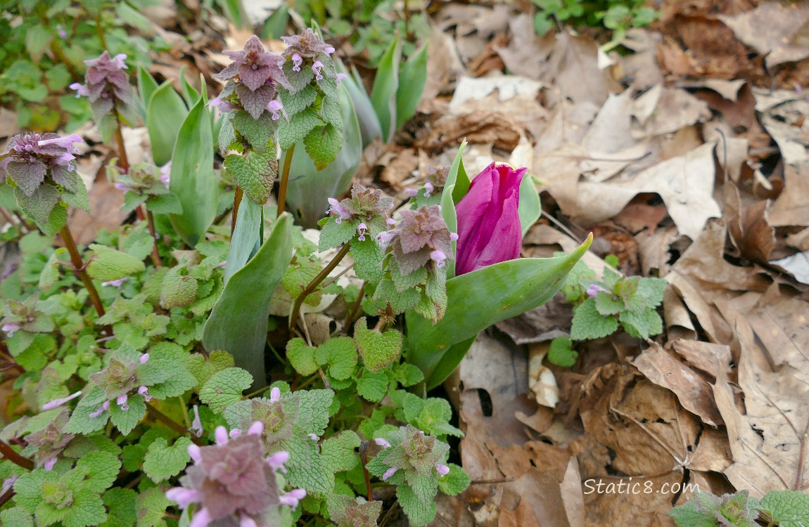 Pink Tulip bud coming up among the Dead Nettle