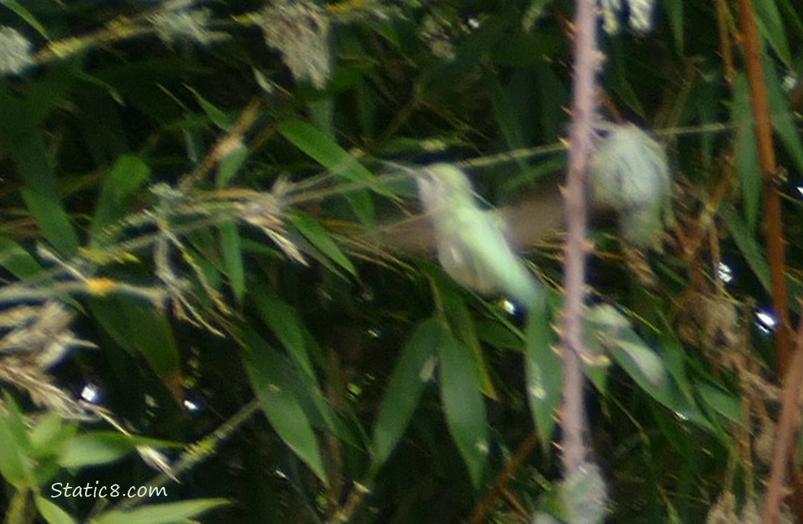 Blurry Anna Hummingbird flying next to a bush