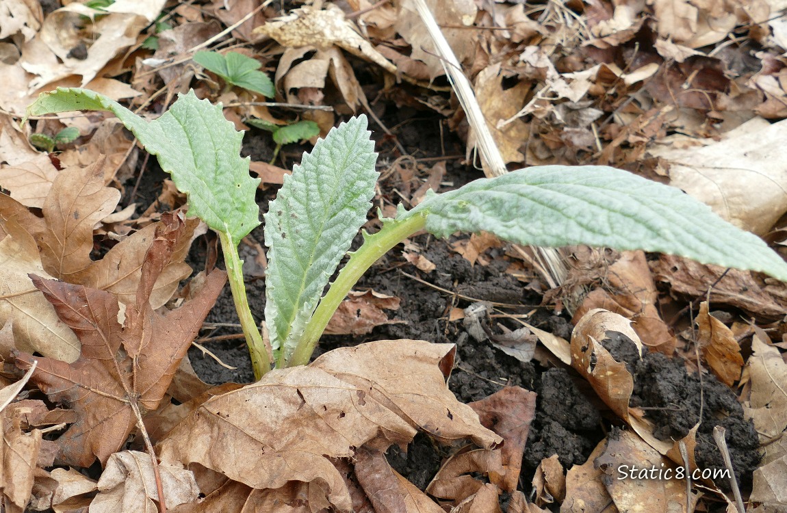 Small Artichoke planted in the ground