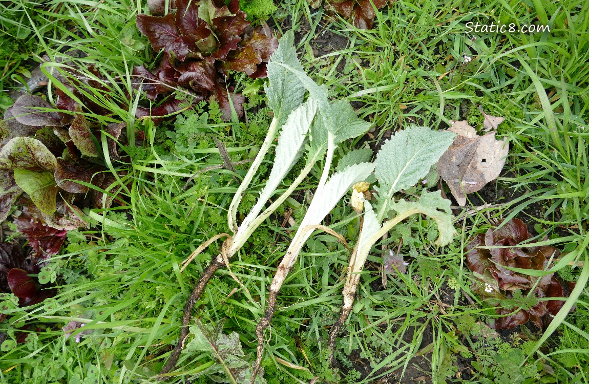 Dug up Artichoke plants laying in the grass