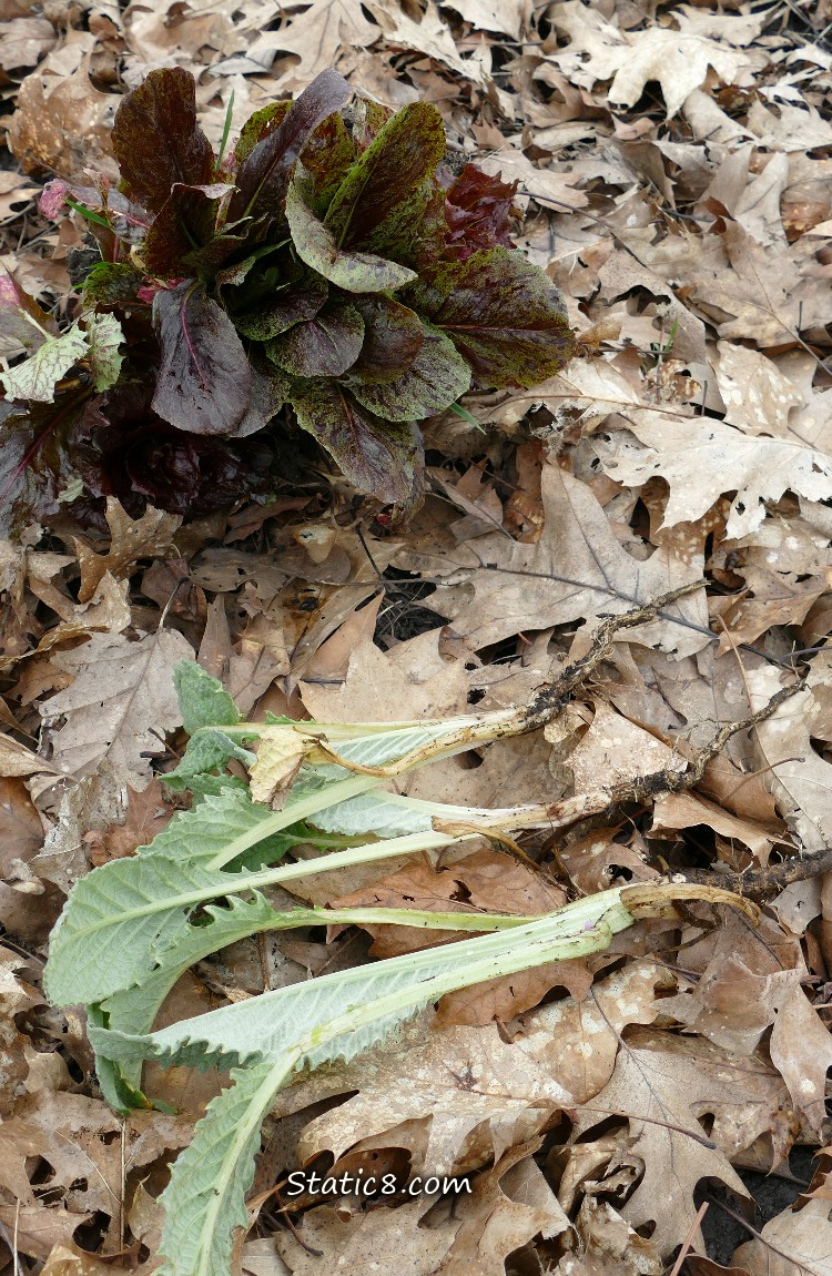 A clump of lettuce next to three pulled up Artichokes laying on the ground