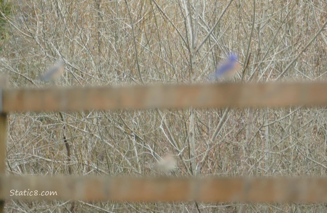 Blurry Bluebirds standing on a blurry fence