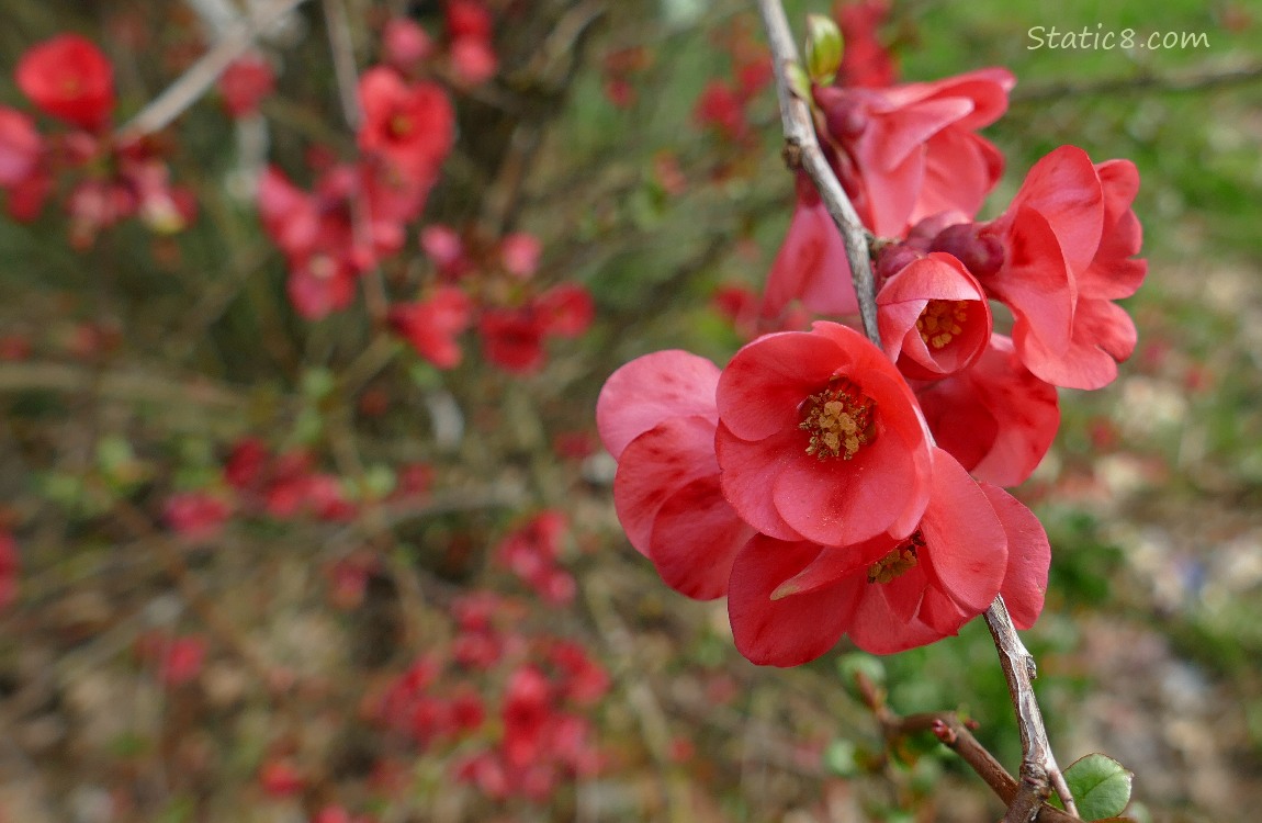 Flowering Quince blooms