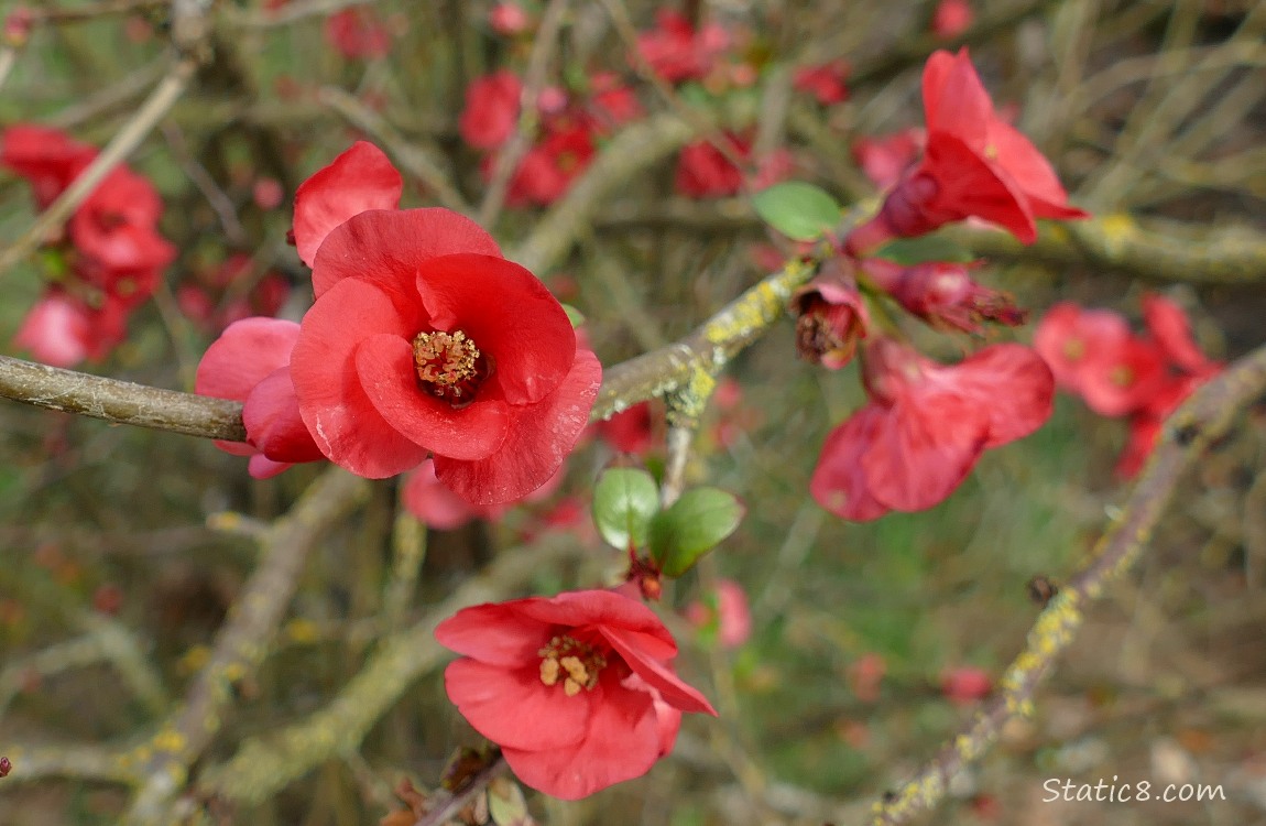 Flowering Quince blooms