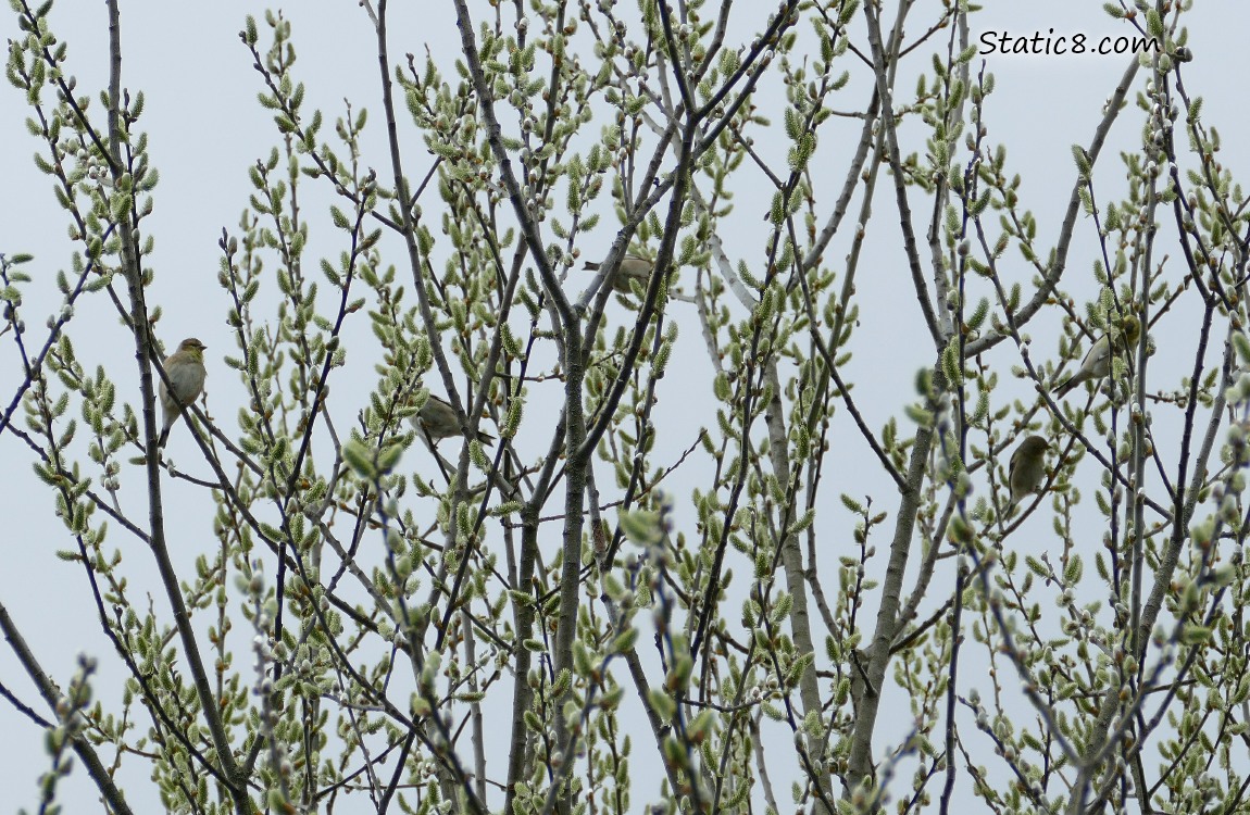 Goldfinches in a willow tree filled with catkins