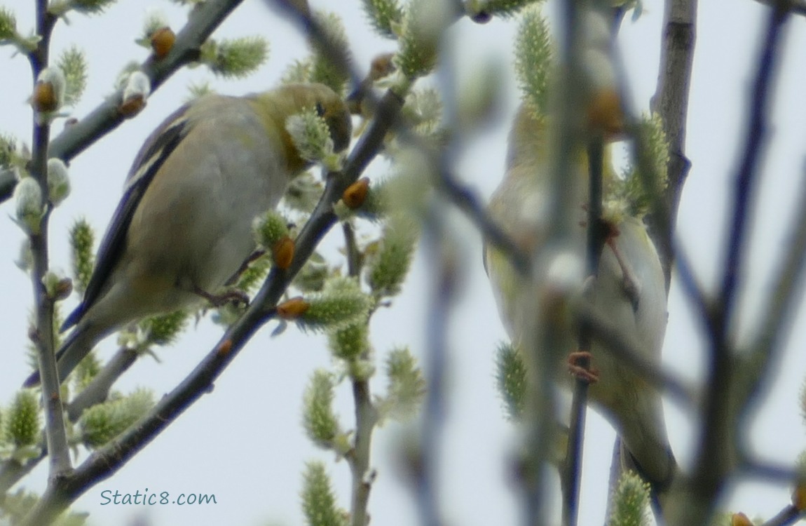 Goldfinches behind willow catkins