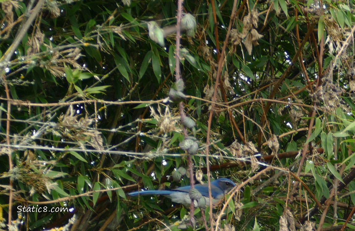 Scrub Jay in the brush