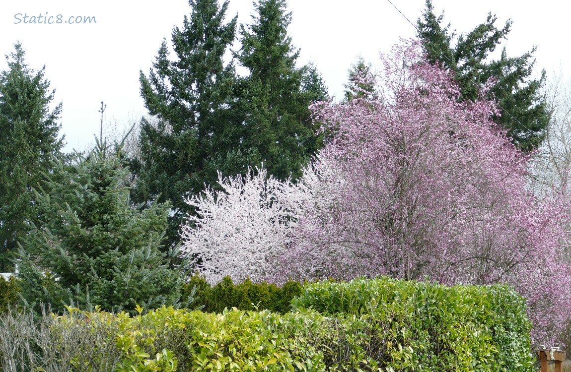Cherry trees in blossom in front of dark fir trees