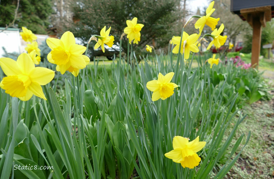 Daffodil blooms under a mail box in a front yard