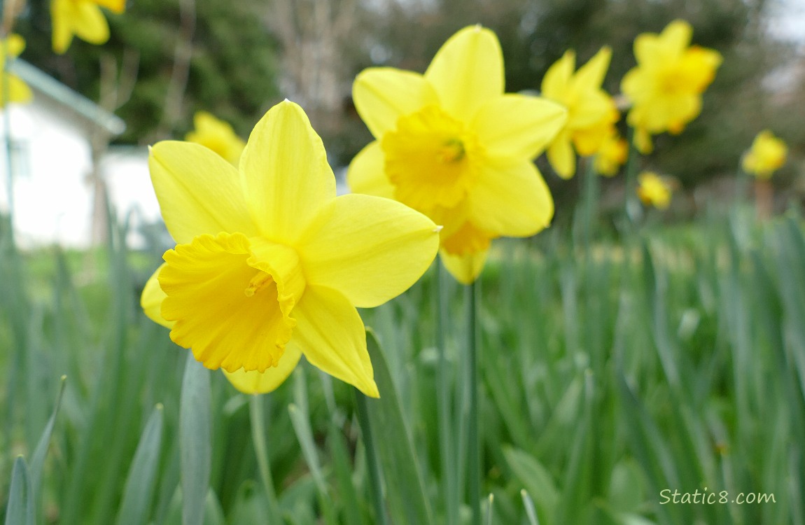 Daffodil blooms