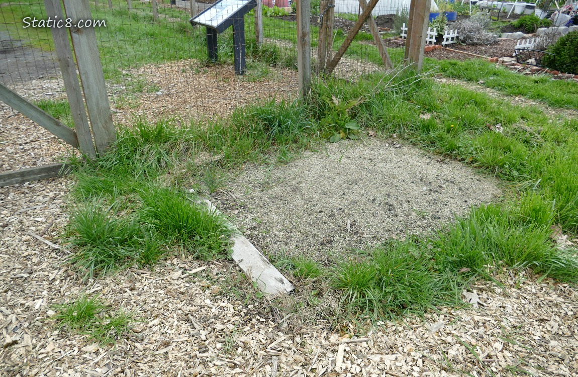 grass near the fence