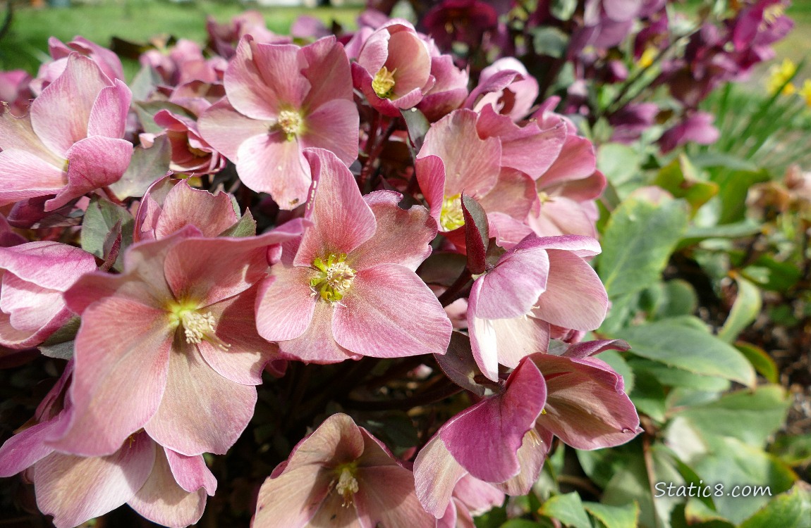 Pink Lenten Rose blooms in a cluste