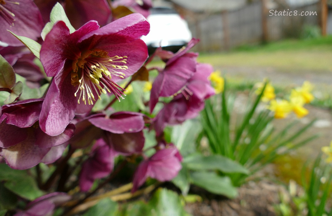 Purple Lenten Rose blooms in front of blurry daffodils in the background