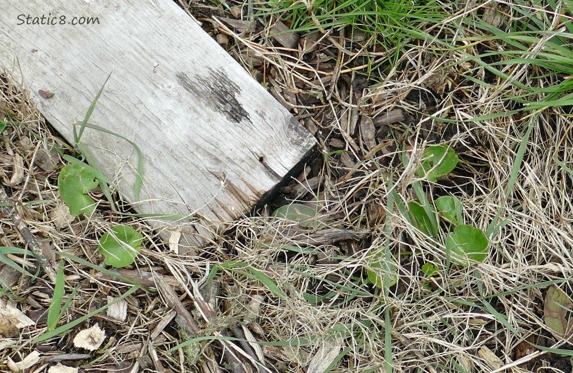 Lesser Celandine growing in the grass