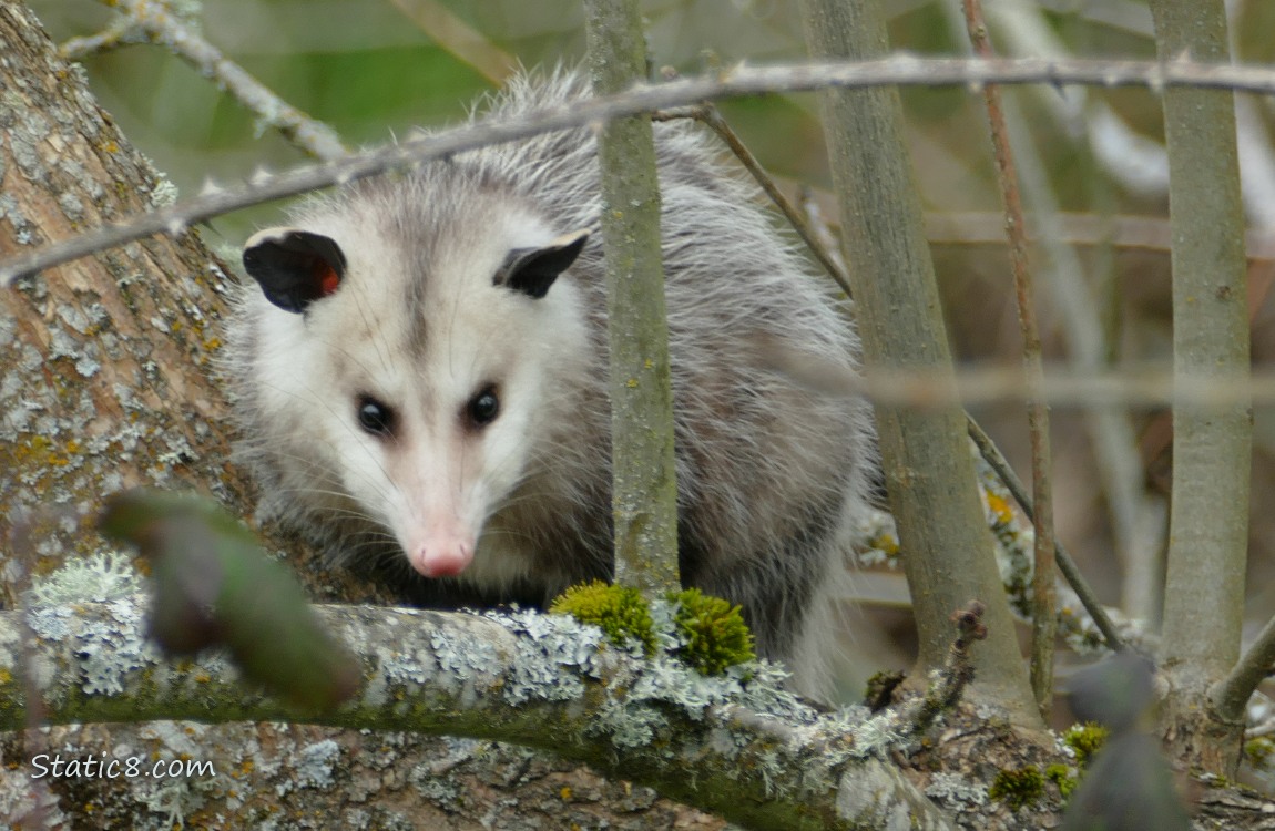 Opossum in a tree