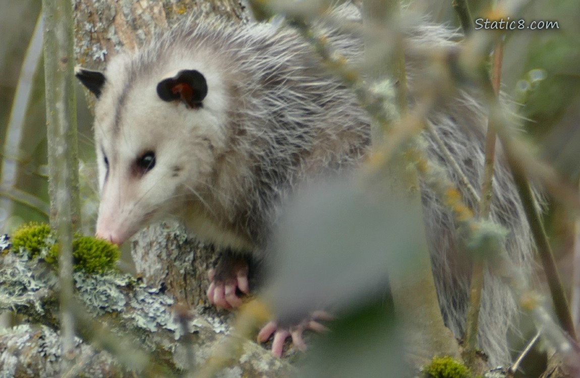 Opossum sitting in a tree