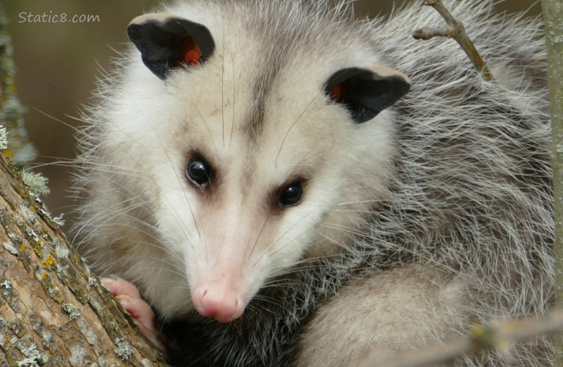 Opossum in a tree