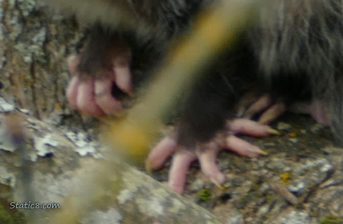 Close up of the Opossums hands