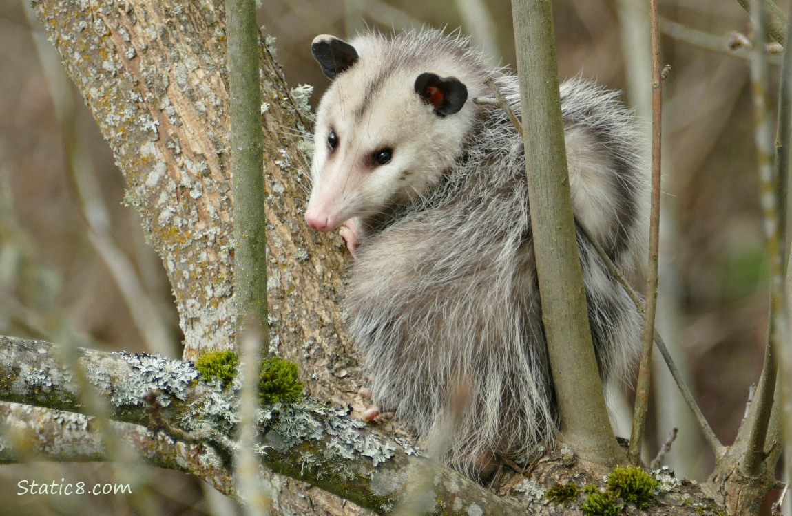 Opossum in a tree