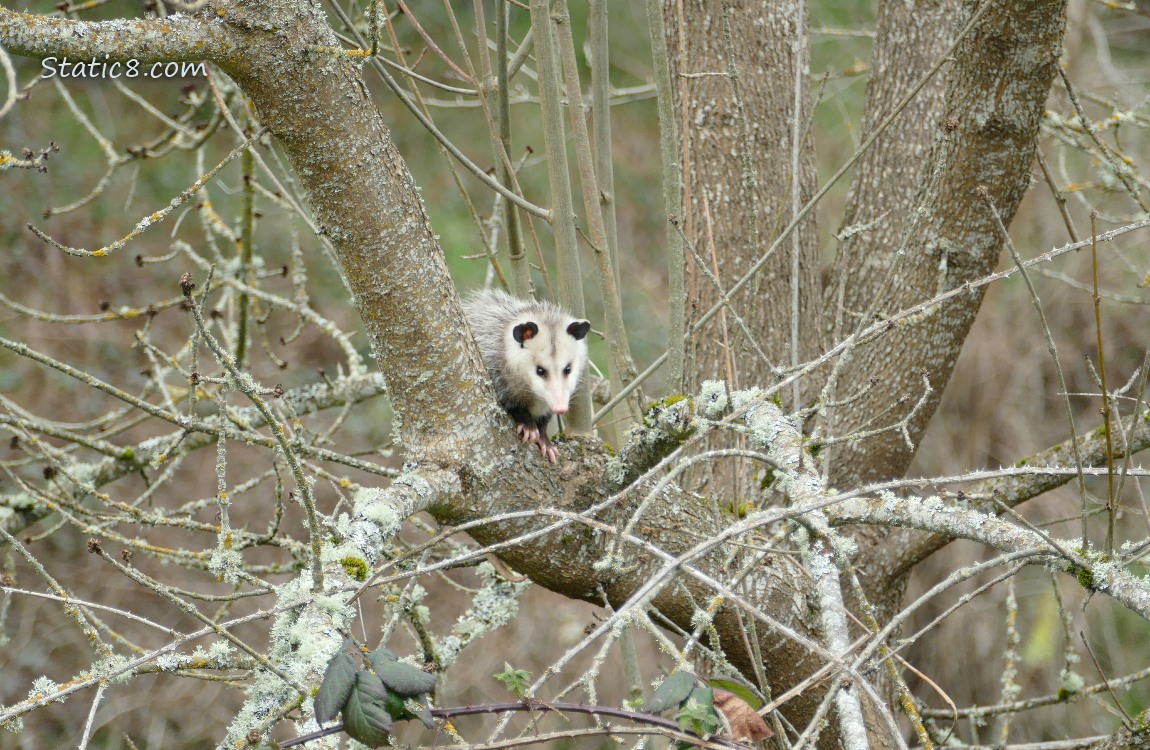 Opossum in a tree
