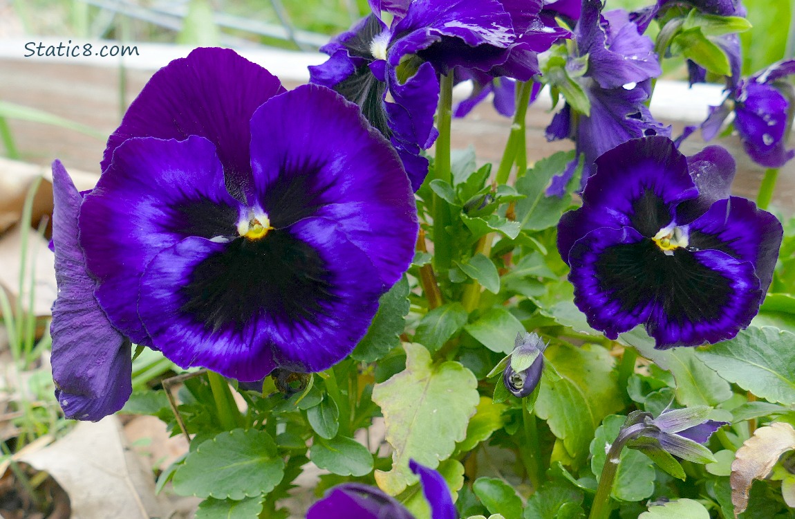 Purple Pansy blooms